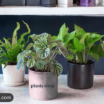 plants sleep