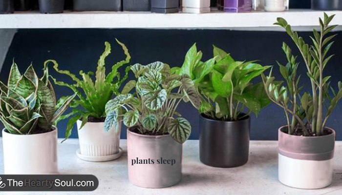 plants sleep