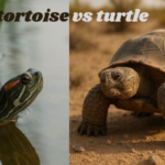 tortoise vs turtle